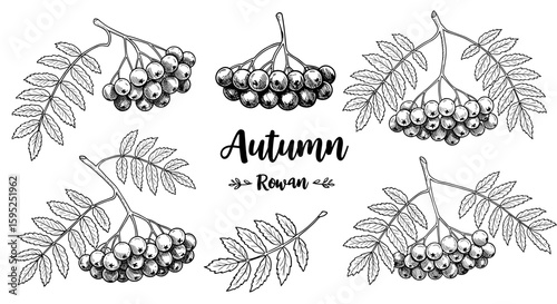Autumn illustration of rowan berries and leaves in black and white on transparent background  