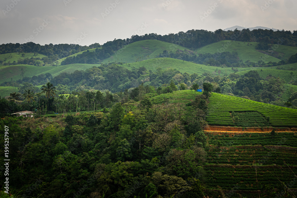 custom made wallpaper toronto digitalScenic view of a lush green tea plantation surrounded by rolling hills and forest under a cloudy sky — a peaceful natural landscape from a tea-growing region.

