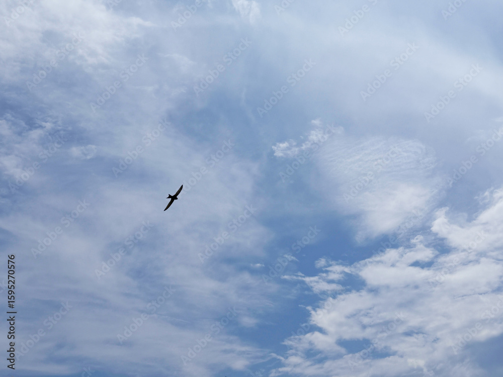 Fototapeta premium Swallow flying in cloudy sky