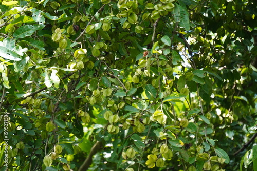 A fruit-bearing branches of an Arjun tree