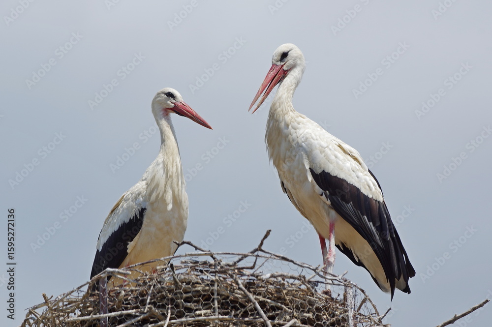 Fototapeta premium A pair of white storks in their home