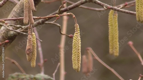 Hazel Catkins (Corylus avellana)