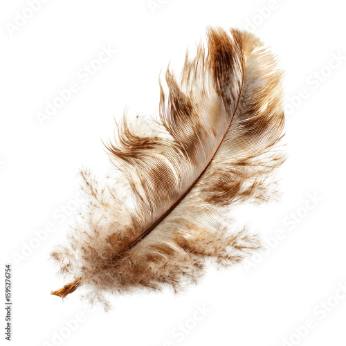 Close-up of a single, light-brown and off-white feather
