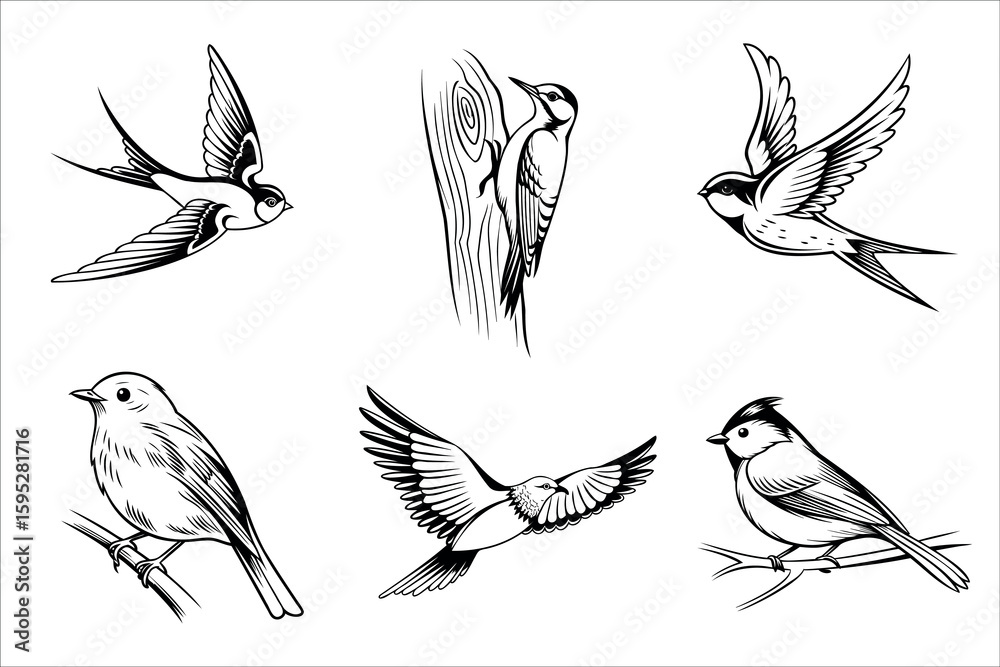 Obraz premium A collection of six hand-drawn birds in various poses. Includes a swallow, woodpecker, and other small songbirds. The style is simple and illustrative.