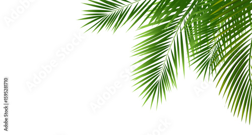 Tropical Palm Branch With White Background