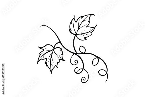 Elegant Grapevine Illustration with Two Leaves and Swirling Tendrils in a Black and White Outline Style for Botanical Designs and Creative Projects