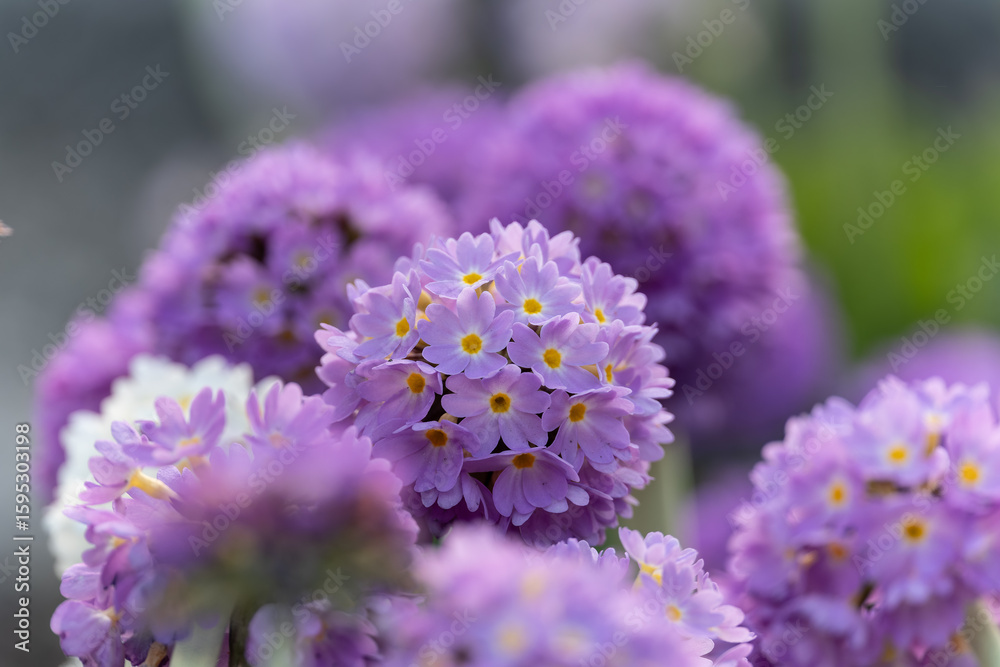 Obraz premium Primula denticulata purple in springtime. Pink Primula denticulata (Drumstick Primula) in garden