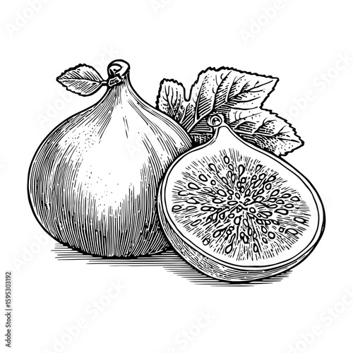 Whole and sliced fig with visible seeds and leaves in vintage style  