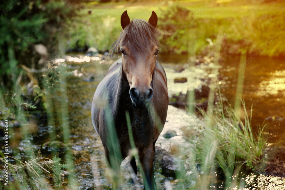 Naklejka premium Dartmoor Pony