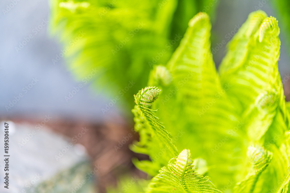 Fototapeta premium Natural green young ostrich fern or shuttlecock feron each other
