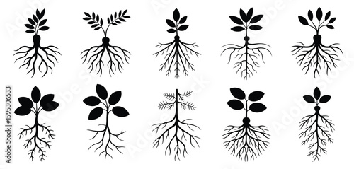 Diverse plant seedlings with intricate root systems
