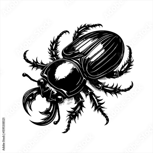 Beetle illustration