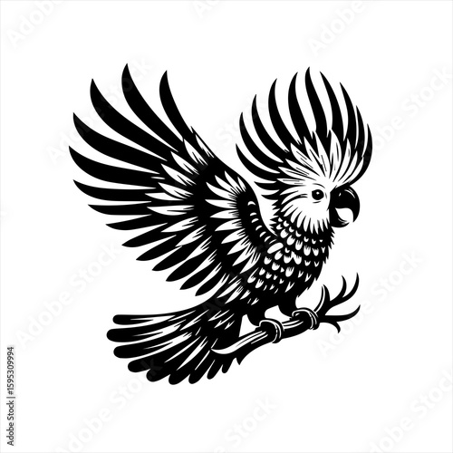Cockatoo in flight, wings spread wide