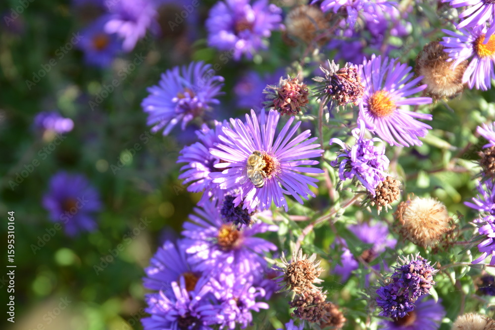 purple flowers in the garden purple flowers in the garden