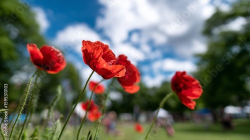 A field of red poppies in the middle of a grassy field
