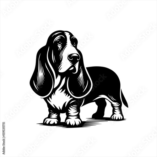 Basset hound illustration