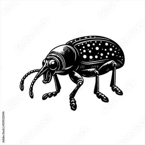 Detailed beetle isolated on white background