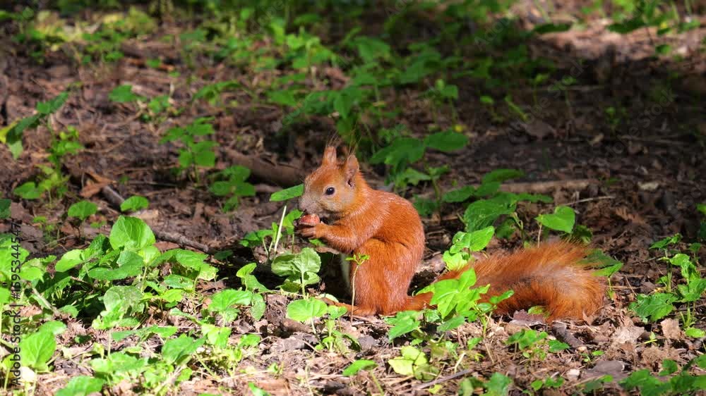 A squirrel gnaws a nut holding it in its paws. Shooting in the summer in the forest. A squirrel gnaws a nut holding it in its paws. Shooting in the summer in the forest.