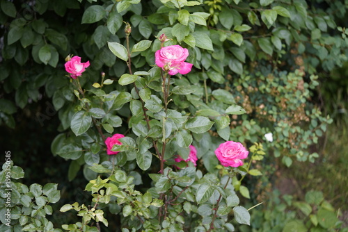 quantum valentine roses on different scales and close-ups