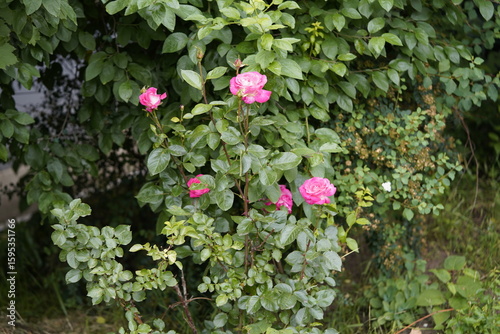 quantum valentine roses on different scales and close-ups