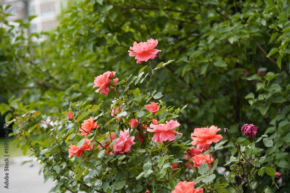 Fototapeta premium quantum valentine roses on different scales and close-ups