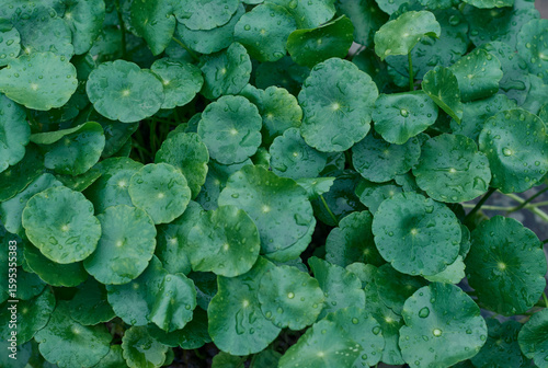rain drenched healthy, green leaves of marsh pennywort (Hydrocotyle vulgaris, dollarweed or copper coin), an aquatic plant with round umbrella shaped leaves. A popular low maintenance houseplant.