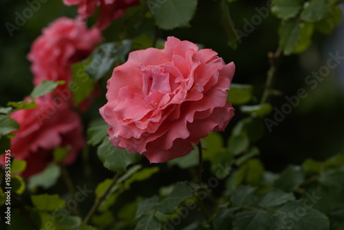 quantum valentine roses on different scales and close-ups