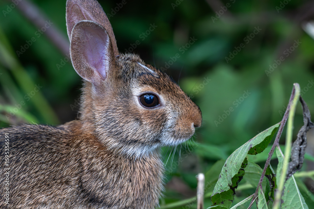 Fototapeta premium Portrait of a young bunny rabbit.
