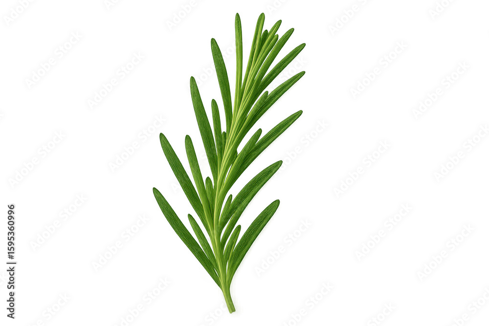 Fototapeta premium Vibrant green rosemary sprig isolated on a transparent background, perfect for culinary or design projects