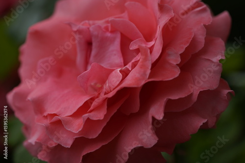 quantum valentine roses on different scales and close-ups