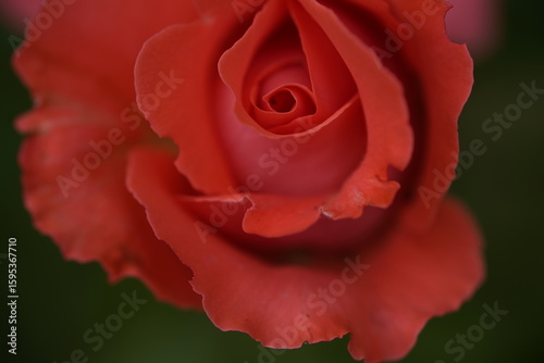 quantum valentine roses on different scales and close-ups