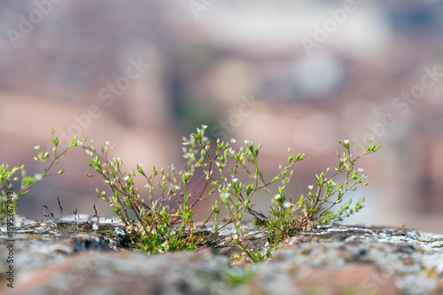 Close-up image of a plant with flower blossoms
