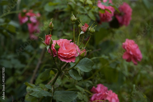 quantum valentine roses on different scales and close-ups