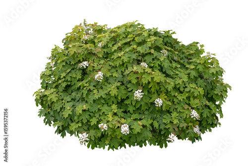 Oakleaf hydrangea bush with white flowers isolated transparent png