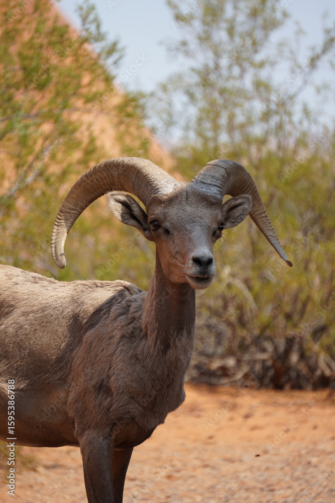 Fototapeta premium big horned goat in valley of fire state park, nevada wildlife