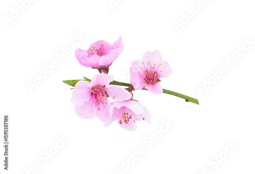 Flowering branch of peach isolated on transparent background.