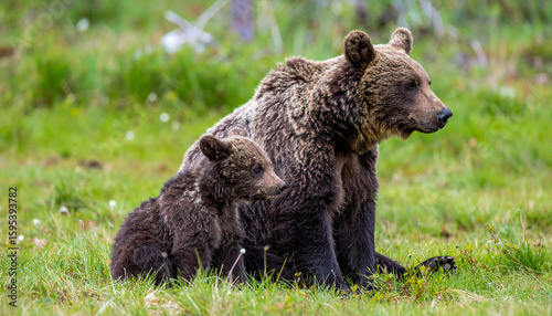 Mother bear and cubs sit on the grass with a crate.