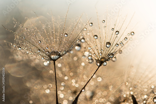 Złote dmuchawce w kroplach wody, abstrakcyjne tło kwiatowe.