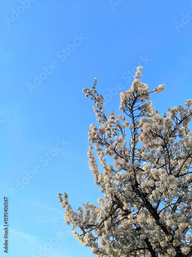 White and Pink Cherry Blossoms Bloom Abundantly Against Clear Blue Spring Sky