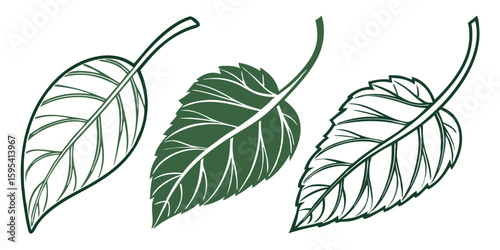 botanical leaf illustrations with line art and green coloring showing detailed vein patterns and natural foliage designs isolated on white background.