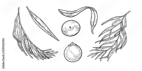 Clipart of acai berries, palm leaves black white vector illustration isolated on white. Superfood purple berries, palm fronds hand drawn outline. Design element for wrapping, packaging, label.