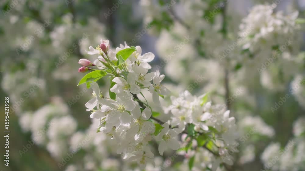 Close up of white flowers blooming on apple tree in spring Close up of white flowers blooming on apple tree in spring