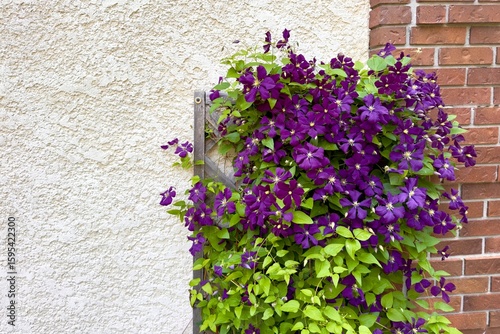 dark purple clematis jackmanii vine