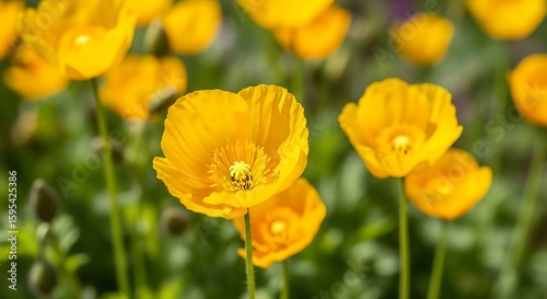 Radiant Yellow Poppy Flowers Bloom in a Lush Green Meadow Sunlight, Creating a Captivating Floral