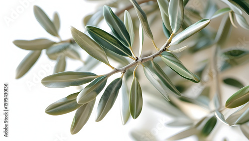 Olive Tree Branch isolated on transparent background  