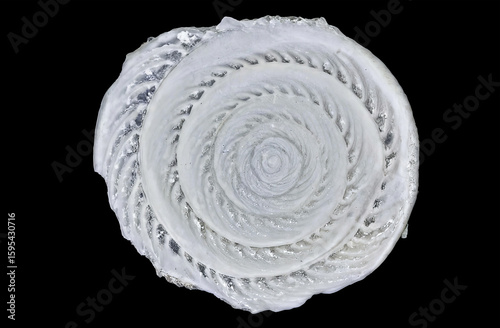Microscopic view of Amphistegina foraminifera shell showing spiral test structure, photographed for paleontology and microfauna research.