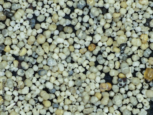 Assorted foraminifera shells under magnification showing various fossil microfauna shapes and structures, ideal for scientific and educational use.