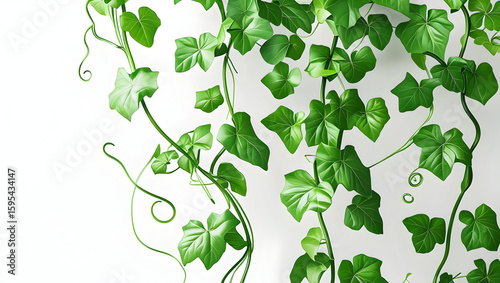 Green Vine isolated on transparent background  