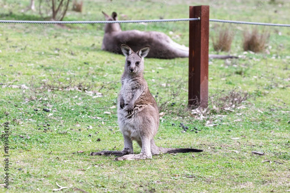 Obraz premium Photograph of a baby Kangaroo standing on grass in the midday sunshine in Capertee Valley in the Wollemi National Park in the Central Tablelands of NSW, Australia.