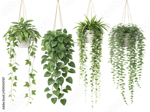 Four hanging plants with trailing vines in white pots against a transparent background studio shot